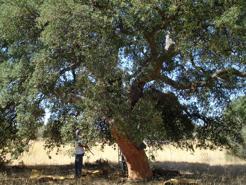 Decortica