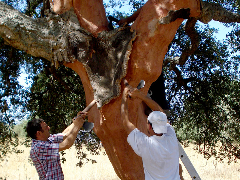 Decortica